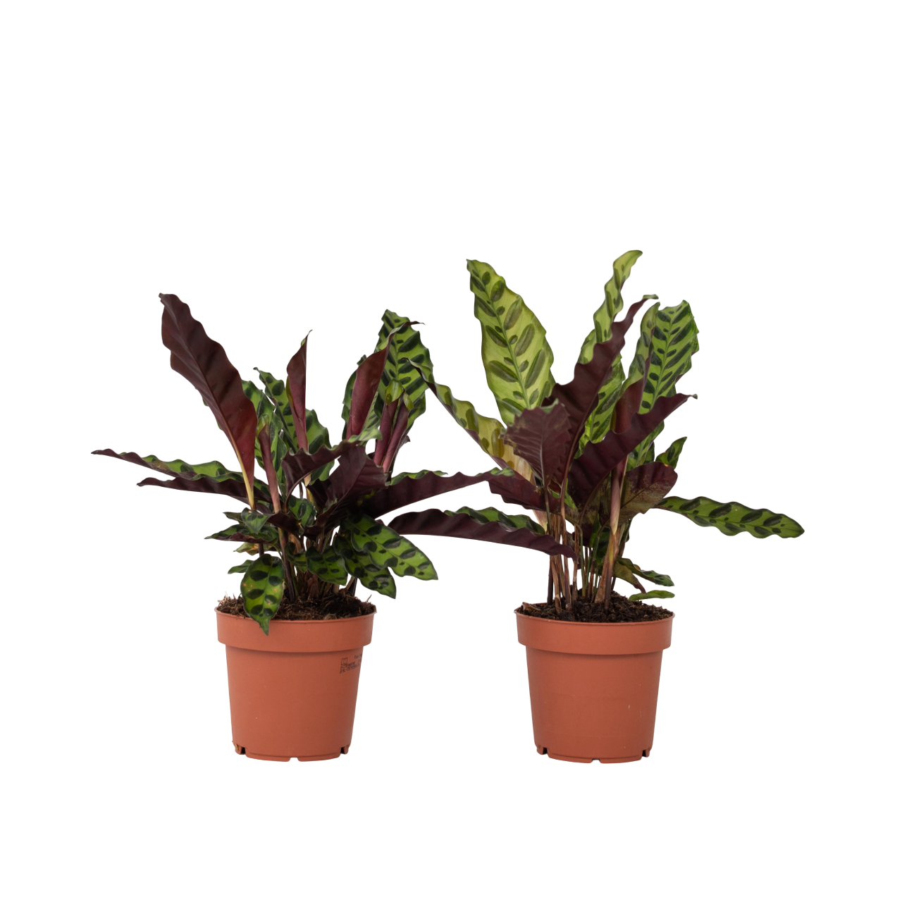Calathea ornata - Set de 2 - Goeppertia insignis - Hauteur 30-40cm - ⌀12cm - Image 1