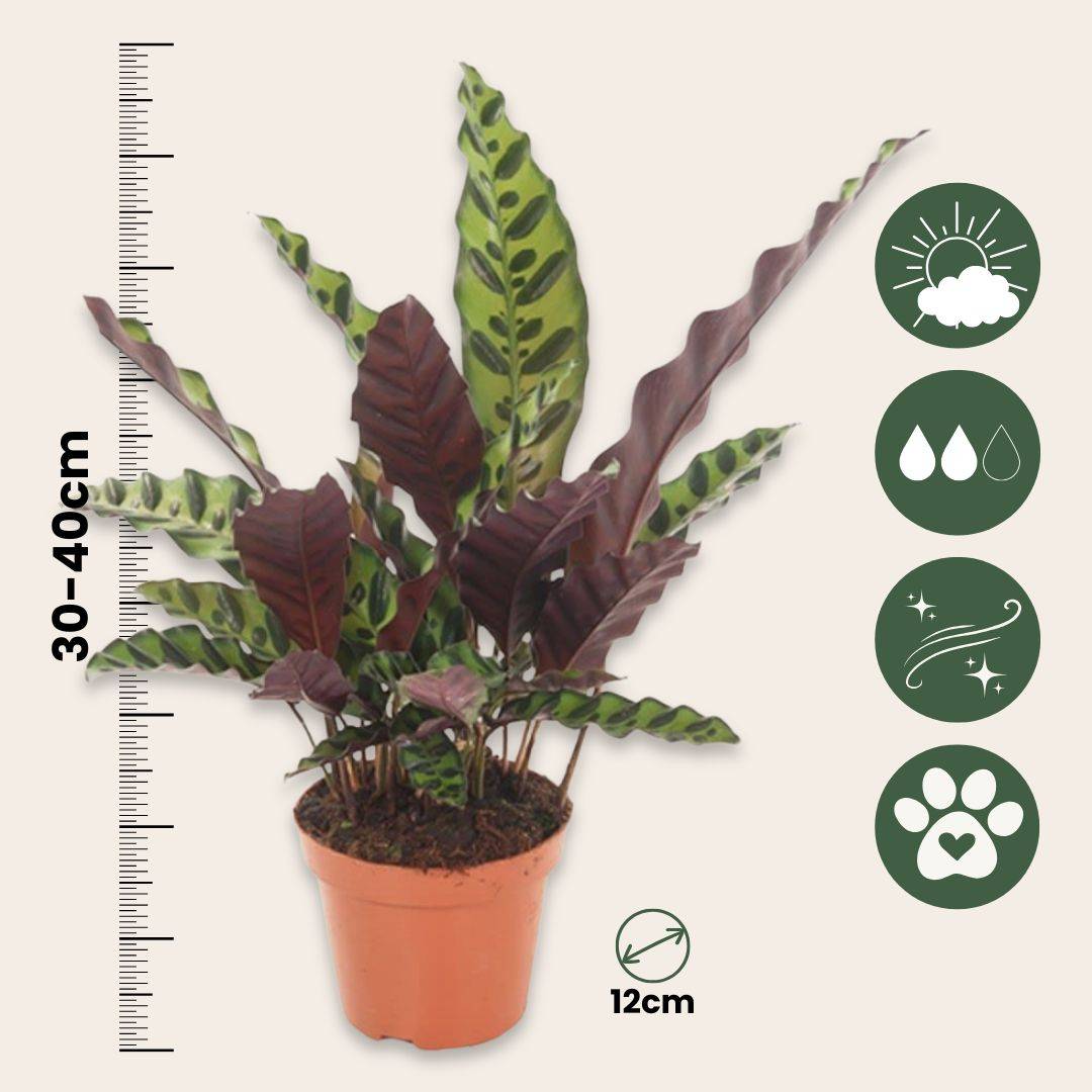 Calathea ornata - Set de 2 - Goeppertia insignis - Hauteur 30-40cm - ⌀12cm - Image 5