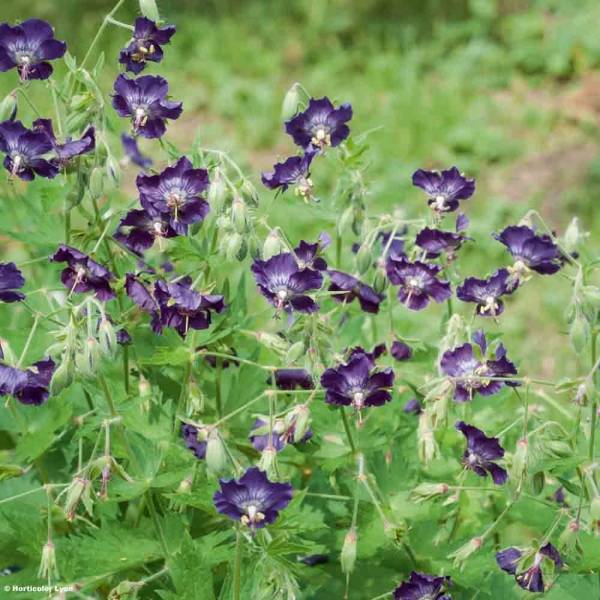 Géranium vivace phaeum Lily Lovell Godet de 8/9 cm