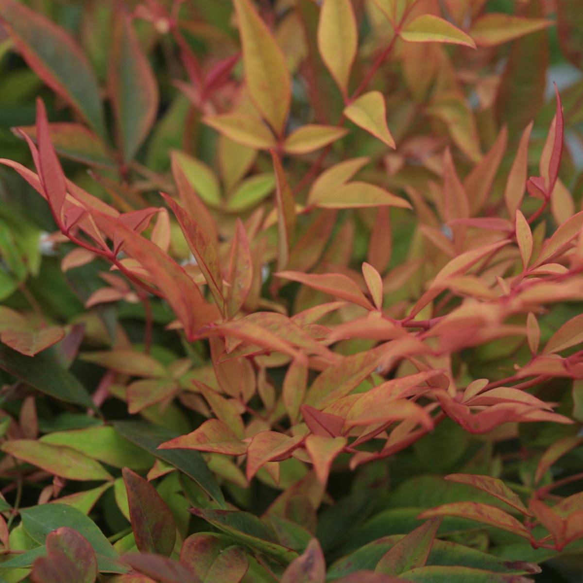 Nandina domestica Gulf Stream - Bambou sacré orange cuivre Pot de 2L/3L - Image 1