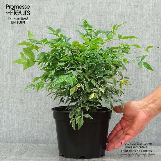 Nandina domestica Gulf Stream - Bambou sacré orange cuivre Pot de 2L/3L - Image 2