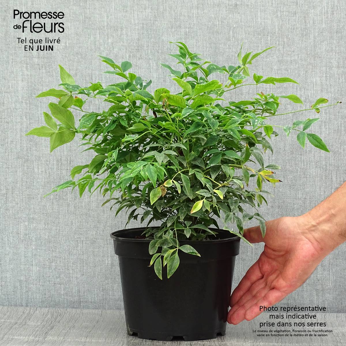 Nandina domestica Gulf Stream - Bambou sacré orange cuivre Pot de 2L/3L - Image 2