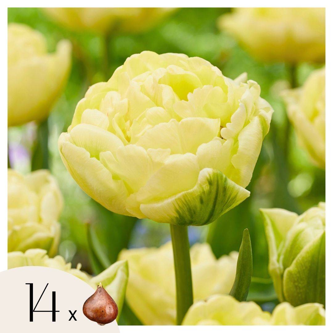 Plant In A Box - Tulipe - Set de 14 - Tulipa 'Avant Garde' - Bulbes à fleurs - Jaune - Image 1
