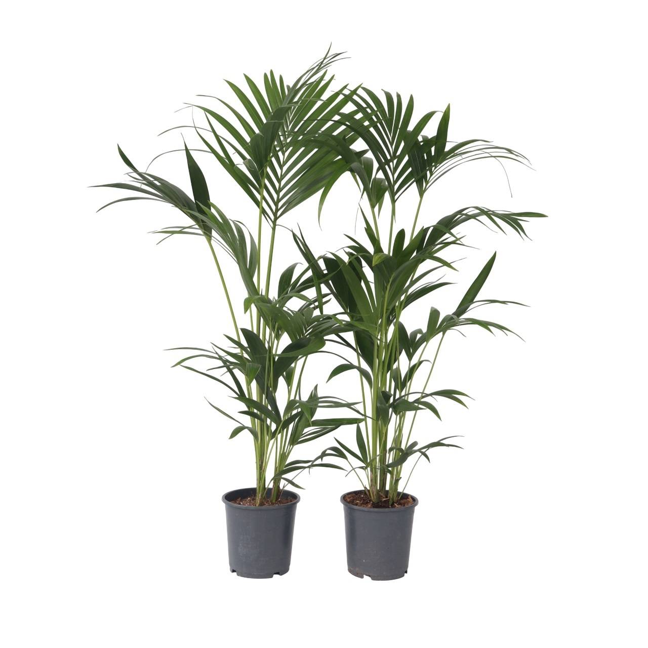 Plant In A Box - Palmier Kentia - Set de 2 - Howea forsteriana - Hauteur 90-100cm - ⌀18cm - Image 1