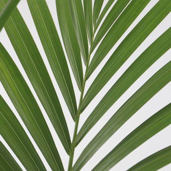 Plant In A Box - Palmier Kentia - Set de 2 - Howea forsteriana - Hauteur 90-100cm - ⌀18cm - Image 4
