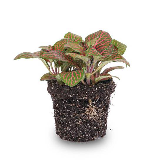La Green Touch - Fittonia rouge - Plante mosaïque - pot Ø8 cm - Image 1