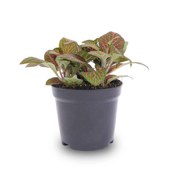La Green Touch - Fittonia rouge - Plante mosaïque - pot Ø8 cm - Image 2