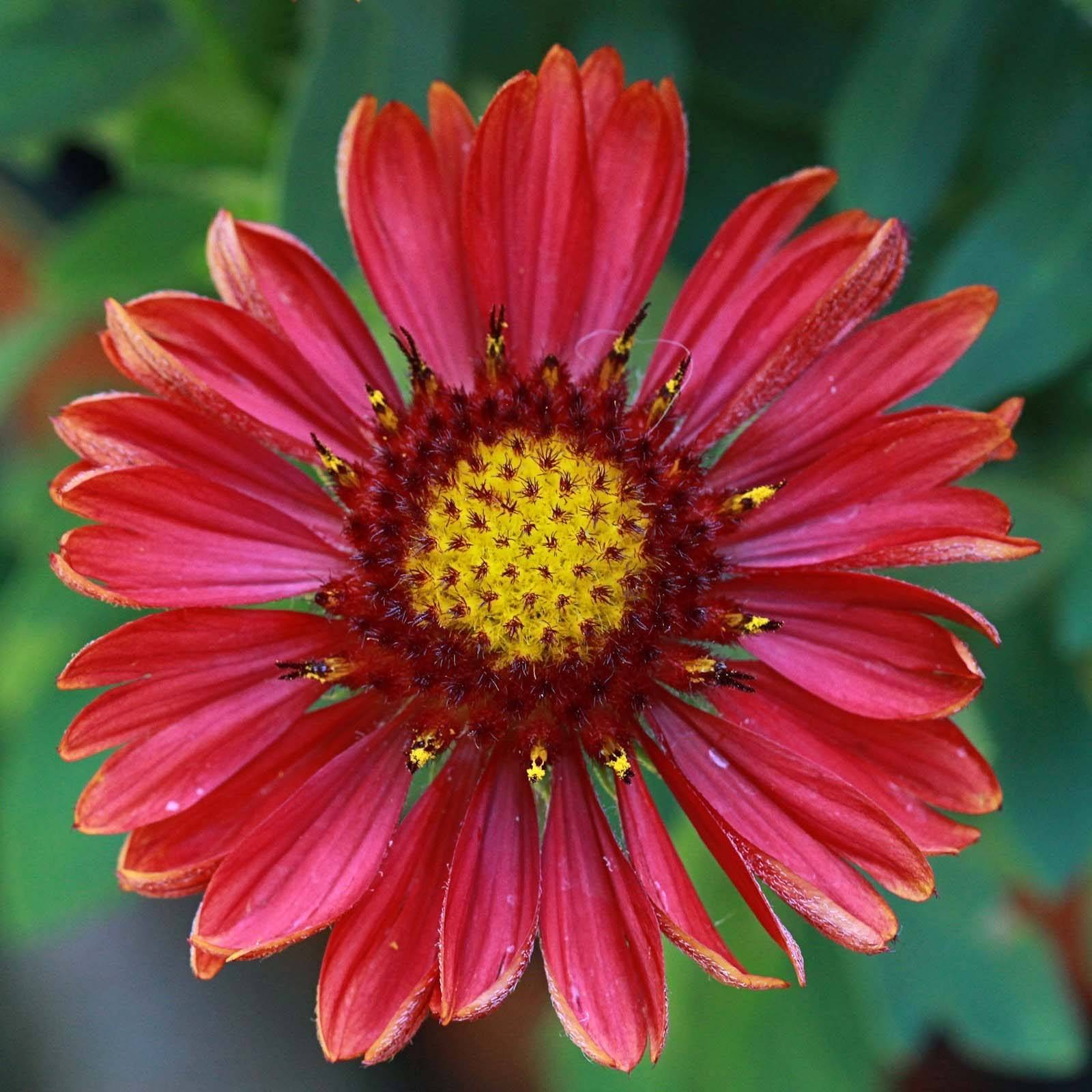 Promesse de Fleurs - Gaillarde vivace Arizona Red Godet de 8/9 cm