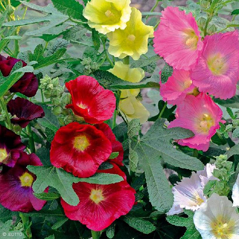 Promesse de Fleurs - Alcea ficifolia Las Vegas - Rose trémière Godet de 8/9 cm
