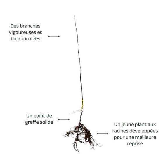 Cognassier 'Champion' (Cydonia oblonga 'Champion') - Scion de 100 à 150cm - Pépinières Naudet - Image 3