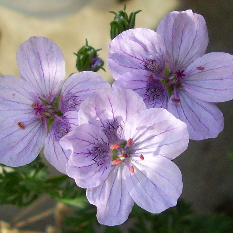 Erodium Spanish Eyes - Bec de grue Pot de 2L/3L