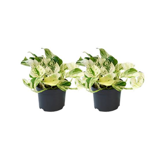 Epipremnum Happy Leaf - D12