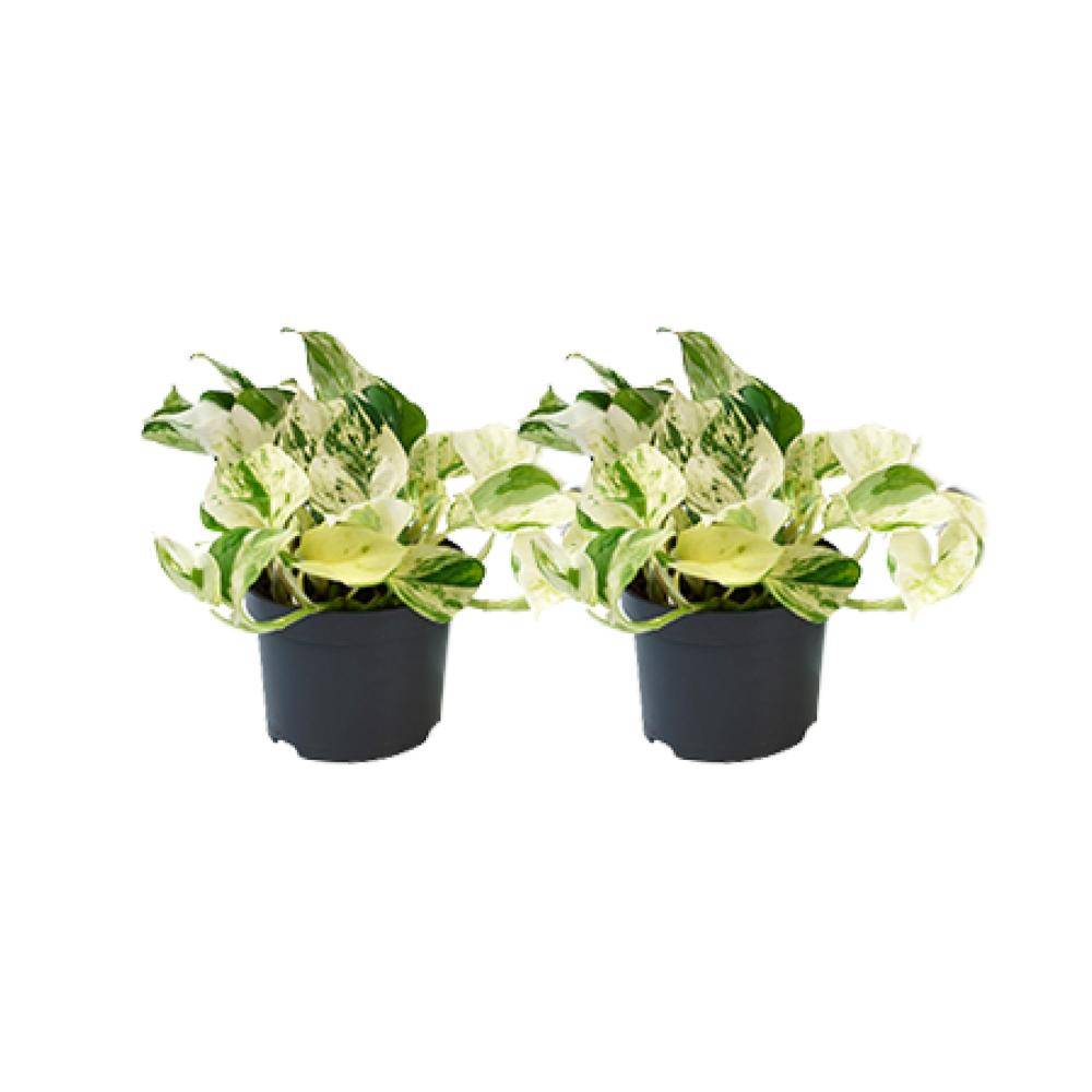 Epipremnum Happy Leaf - D12