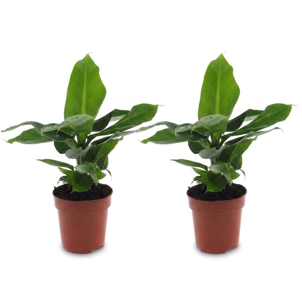 La Green Touch - Musa Oriental Dwarf - Bananier nain - Lot de 2 plantes - Pot Ø12 cm, H 30 cm - Image 2