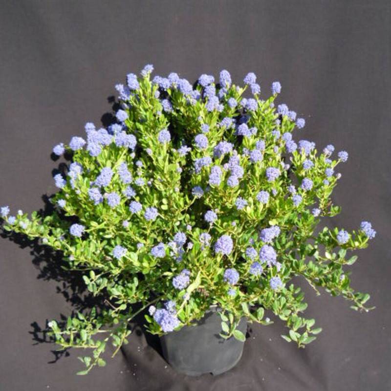 Céanothe, Lilas de Californie Skylark à fleurs Bleue - feuillage Persistant - Pot de 7,5L - 40/60 cm-  hauteur à maturité De 2,00 m à 2,50 m - Image 1