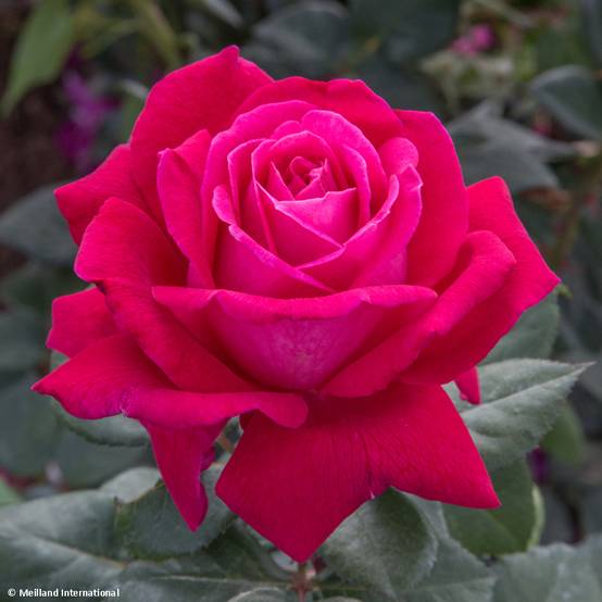 Promesse de Fleurs - Rosier à grandes fleurs Elégance Française Pot de 4L/5L