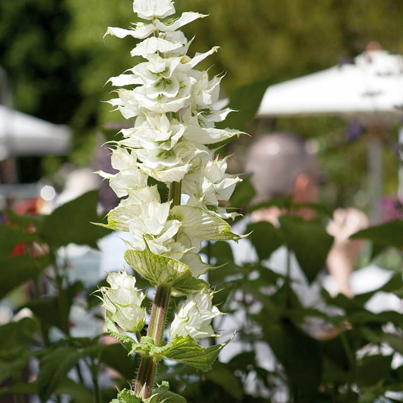 Promesse de Fleurs - Graines de Sauge sclarée Vatican White - Salvia sclarea le sachet de 150 graines environ (0,7g)