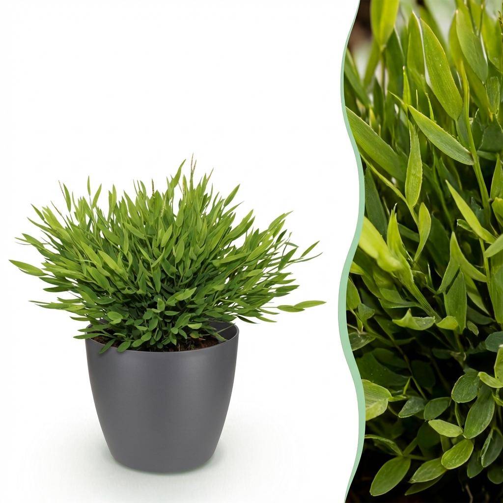 Bamusa Pogonatherum Monica - Pet-friendly - Bambou miniature - Pot de 12cm - Hauteur 20cm - 1 plante - Gris - Plantes d'intérieur