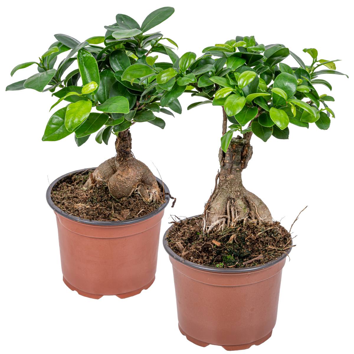 Lot de 2 - Ficus Ginseng - Bonsaï - Plantes d’intérieur - Dépolluante - H. 20-30 cm - P. 12 cm - Image 1