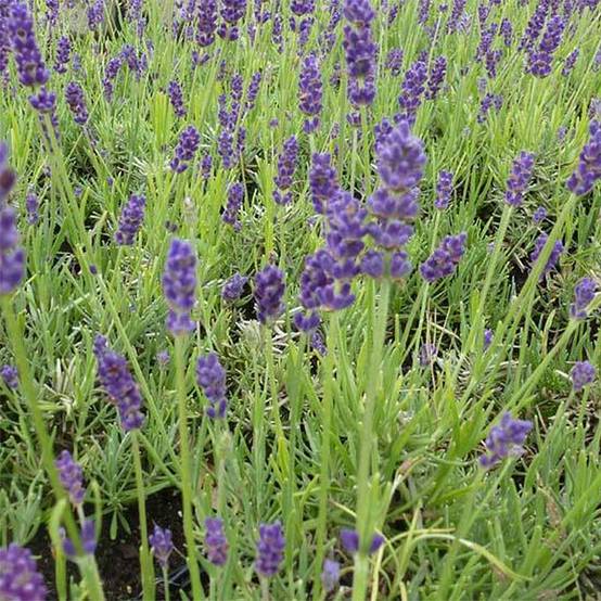 Lavandula angustifolia Twickel Purple - Lavande vraie Godet de 8/9 cm