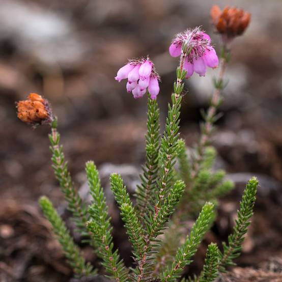 Bruyère des marais - Erica tetralix Alba Pot de 12 cm / 13 cm