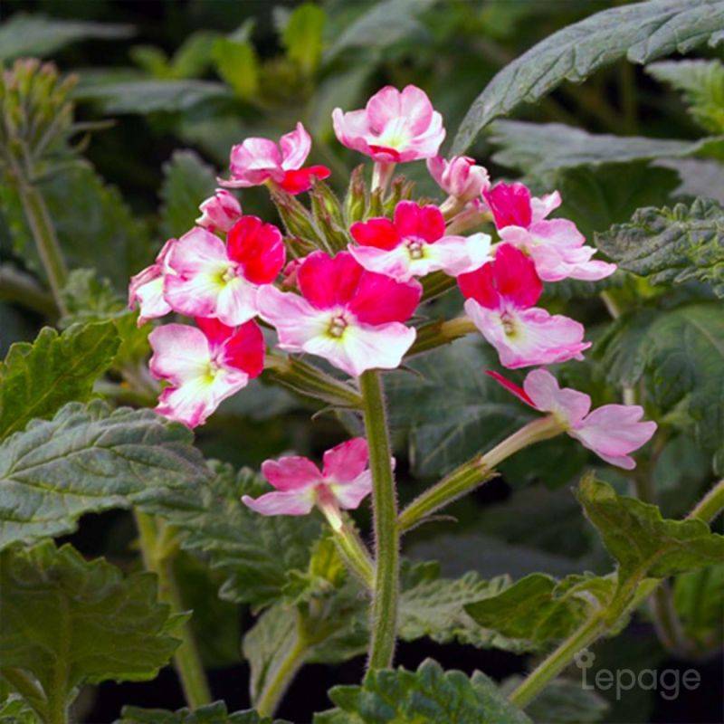 3 Verveines 'Pink Parfait' (Verbena 'Pink Parfait') - Lot de 3 vivaces - Pépinières Naudet - Imagen 1