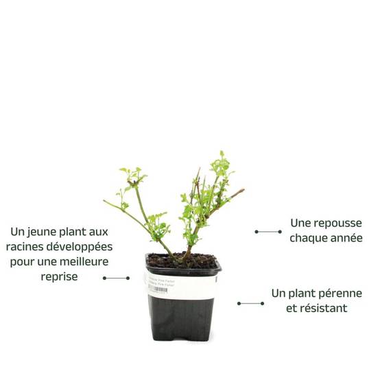 3 Verveines 'Pink Parfait' (Verbena 'Pink Parfait') - Lot de 3 vivaces - Pépinières Naudet - Image 3