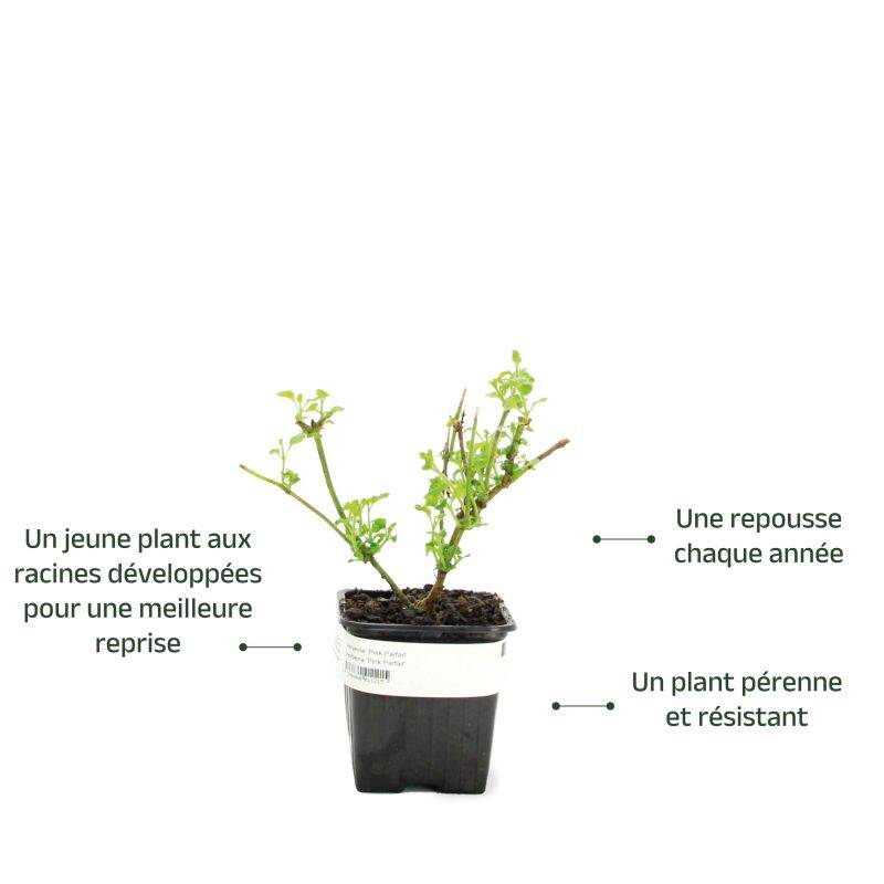 3 Verveines 'Pink Parfait' (Verbena 'Pink Parfait') - Lot de 3 vivaces - Pépinières Naudet - Imagen 3