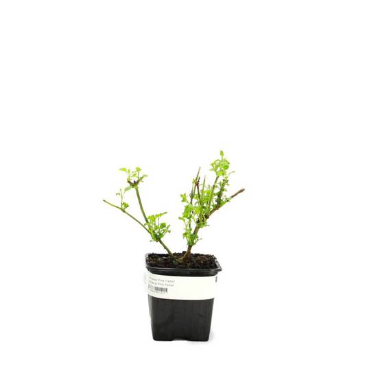 3 Verveines 'Pink Parfait' (Verbena 'Pink Parfait') - Lot de 3 vivaces - Pépinières Naudet - Image 2
