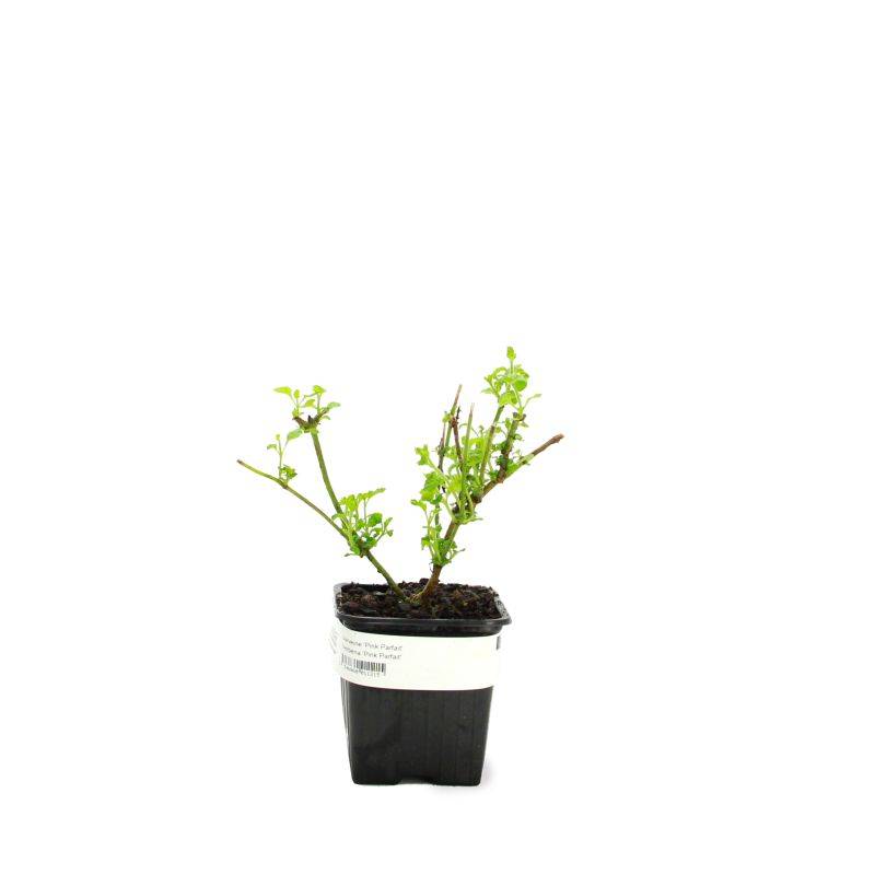 3 Verveines 'Pink Parfait' (Verbena 'Pink Parfait') - Lot de 3 vivaces - Pépinières Naudet - Imagen 2