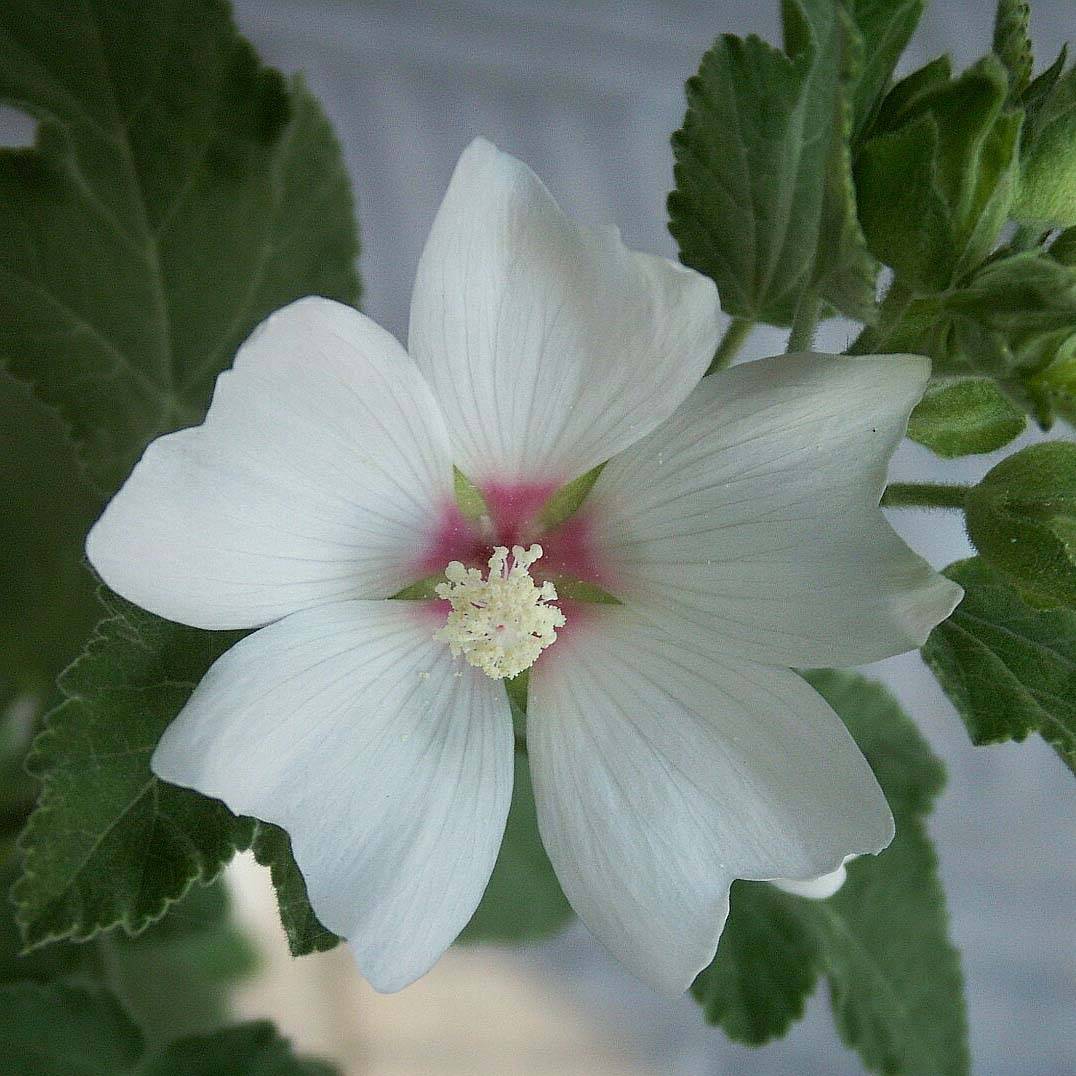 Lavatère - Lavatera Barnsley Baby Pot de 2L/3L