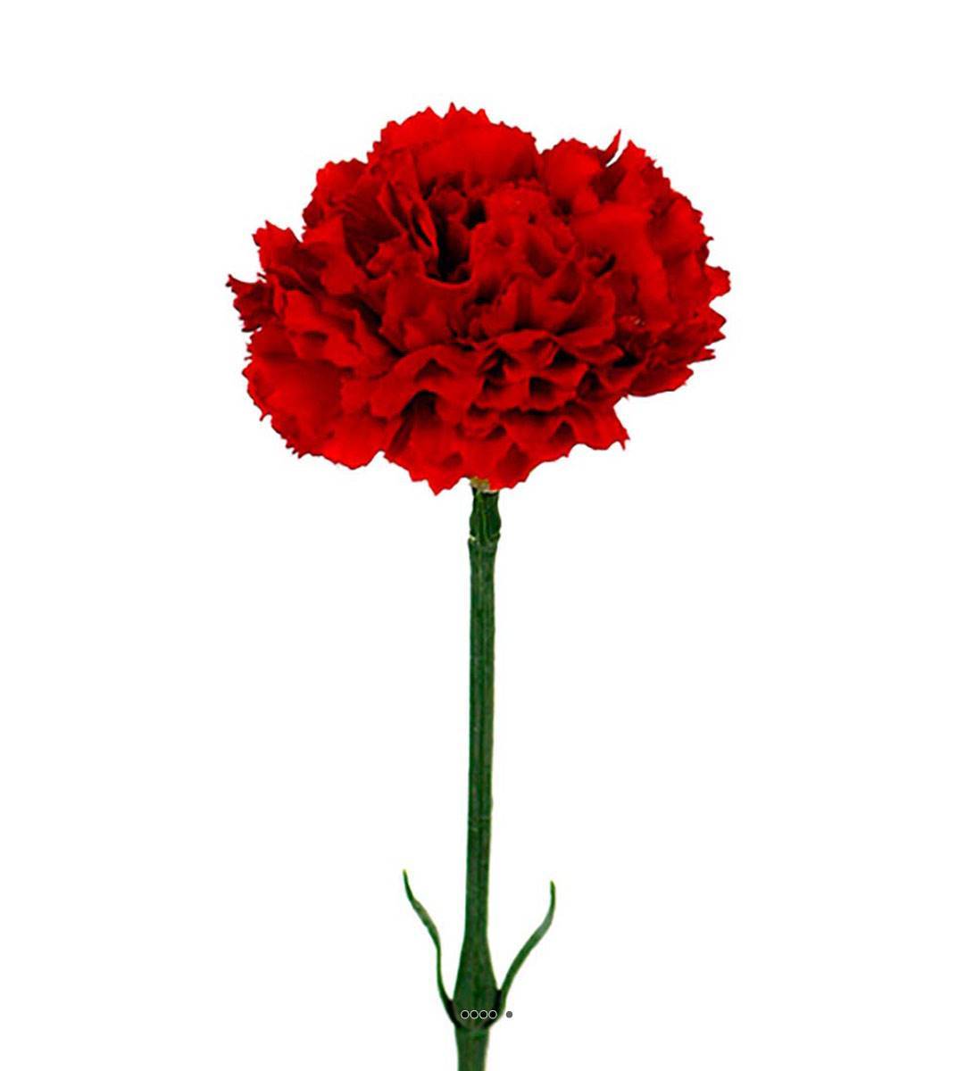 Artificielles - Oeillet artificiel H 55 cm superbe tête tissu D 8,50 cm Rouge - couleur: Rouge - Imagen 2