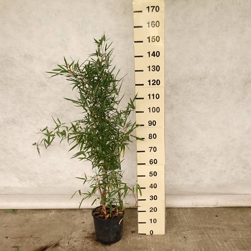 Promesse de Fleurs - Bambou doré - Phyllostachys aurea Pot de 4L/5L - Image 2