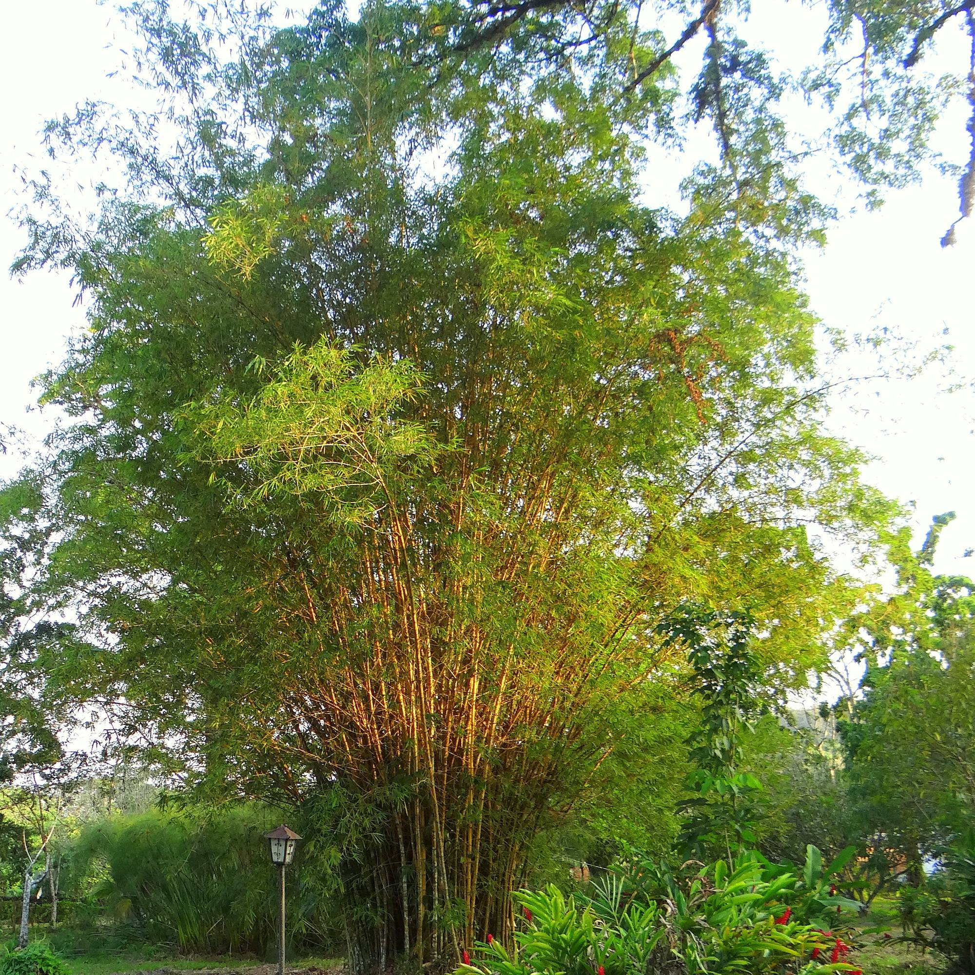Promesse de Fleurs - Bambou doré - Phyllostachys aurea Pot de 4L/5L - Image 1