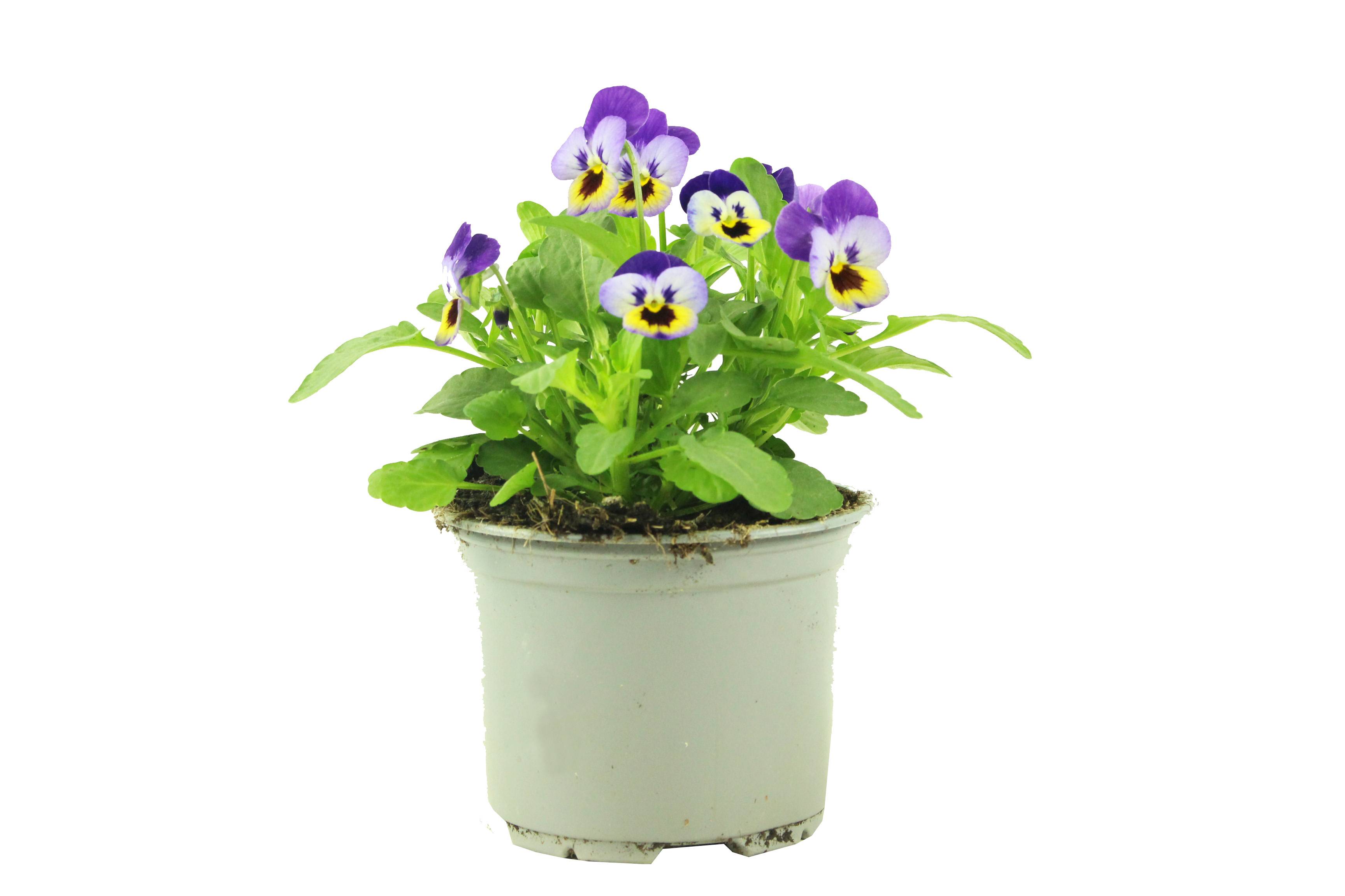 Fleuron D'Anjou - Viola cornuta  pot 10,5 cm violet