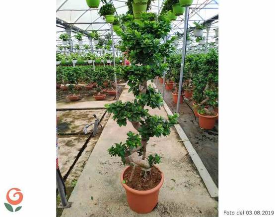 0 - Ficus microcarpa 'Compacta' Pot de 20 Litres - 110/130 cm - Image 2