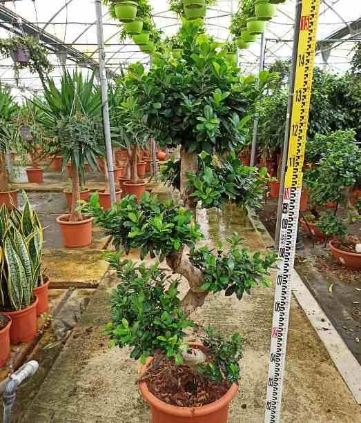 0 - Ficus microcarpa 'Compacta' Pot de 20 Litres - 110/130 cm - Image 3