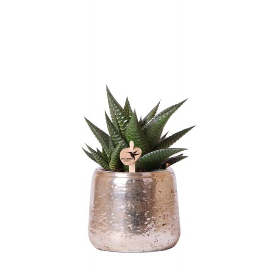 Succulente Haworthia limifolia + cache-pot argenté chic - Pot de 9cm - Plantes d'intérieur - Image 1