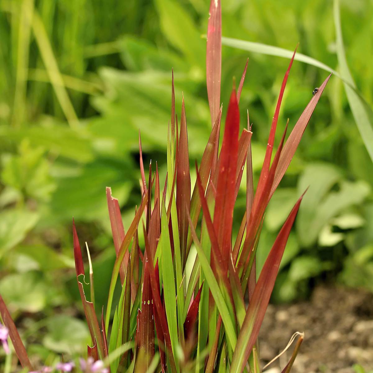 Imperata cylindrica Red Baron Mini-motte Ø 3/4 cm (par 3) - Jardiland