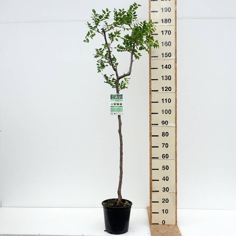 Promesse de Fleurs - Ziziphus jujuba - Jujubier commun Pot de 12L/15L - Image 2