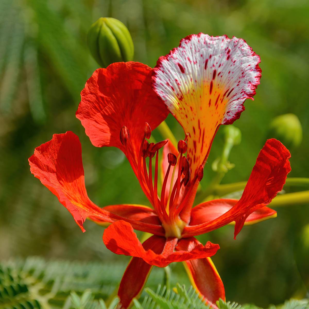 Delonix regia - Flamboyant - Pot de 2L/3L