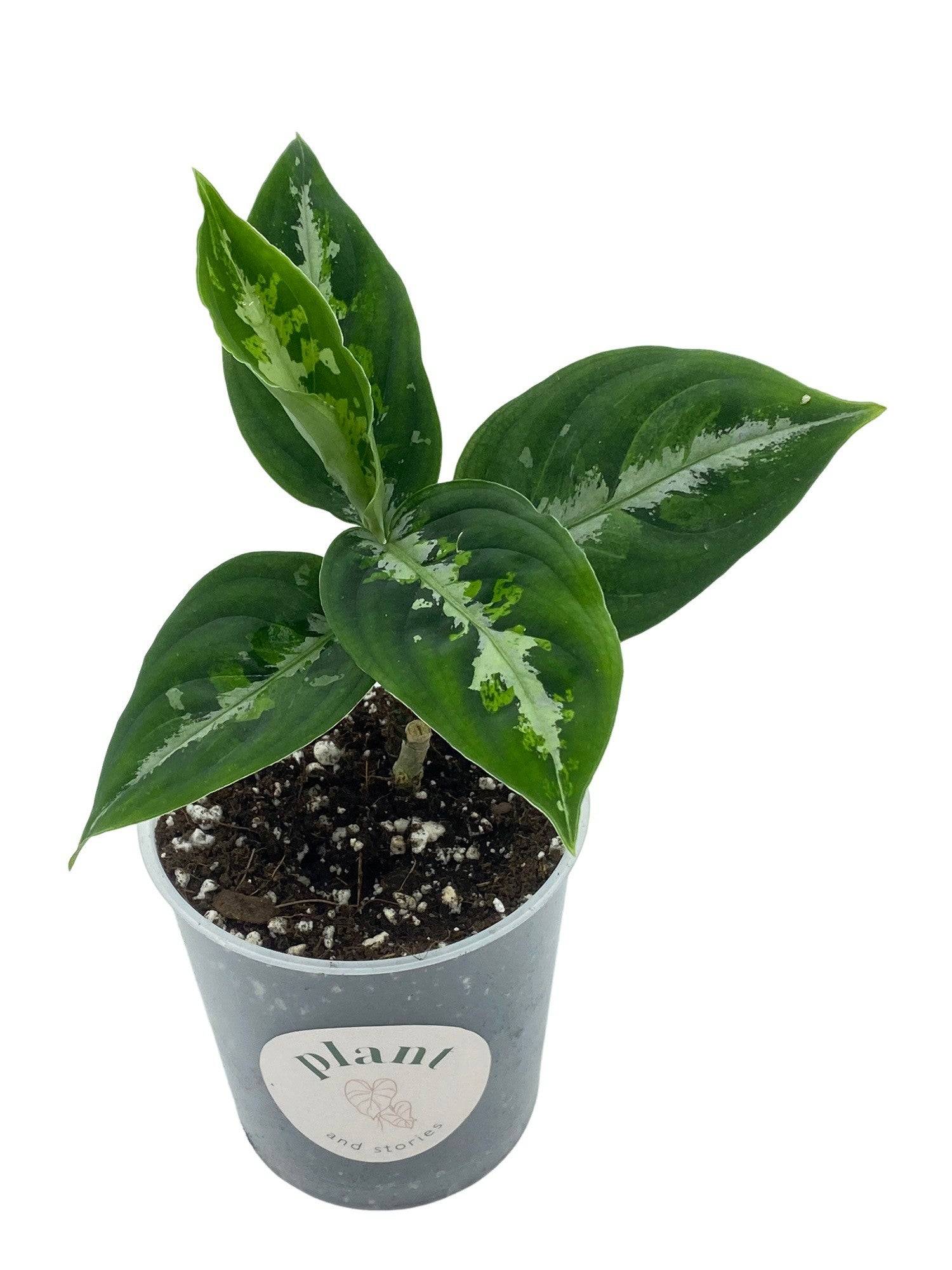 Aglaonema Pictum Tricolor - Pot de 6cm - Plantes d'intérieur - Image 5