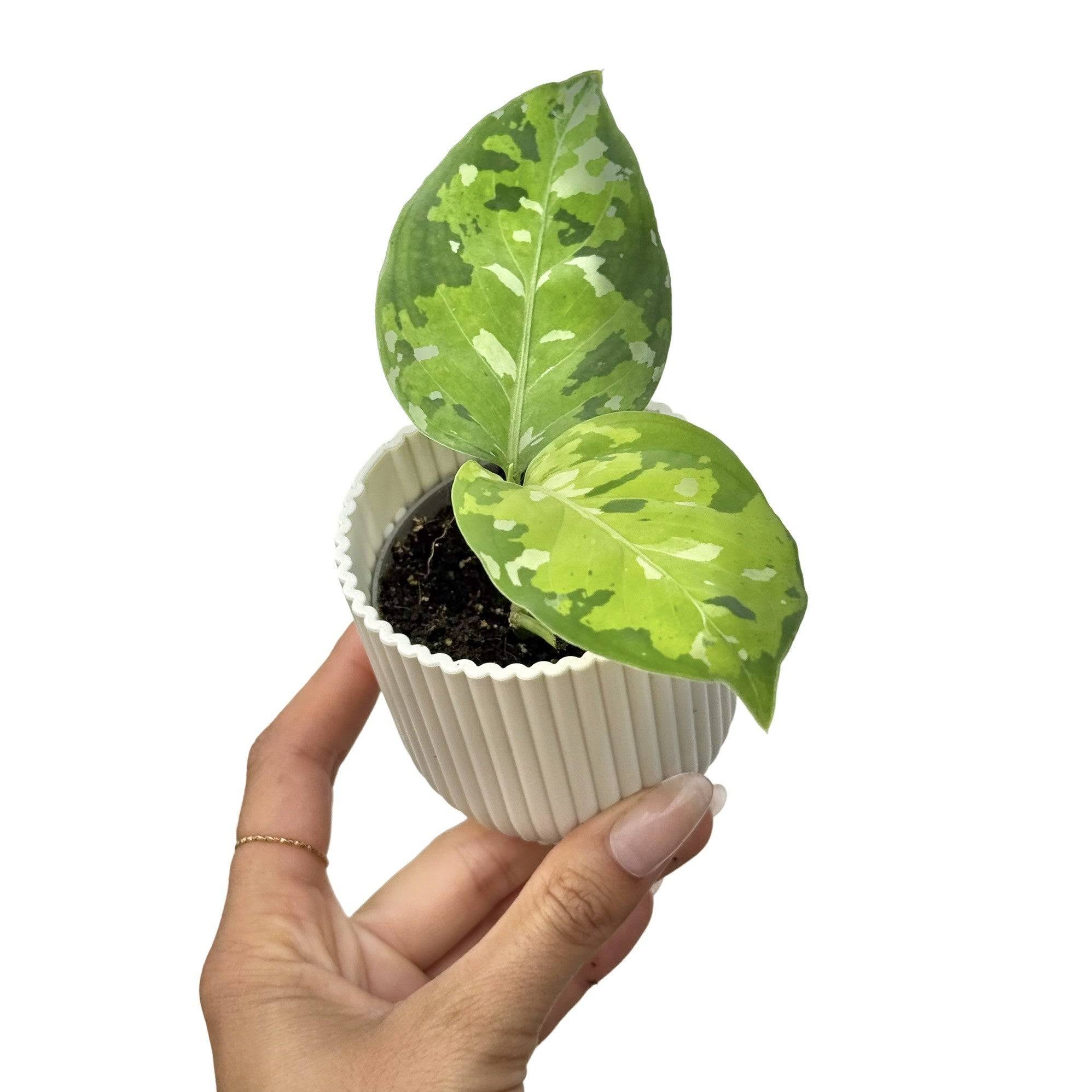 Aglaonema Pictum Tricolor - Pot de 6cm - Plantes d'intérieur - Image 7