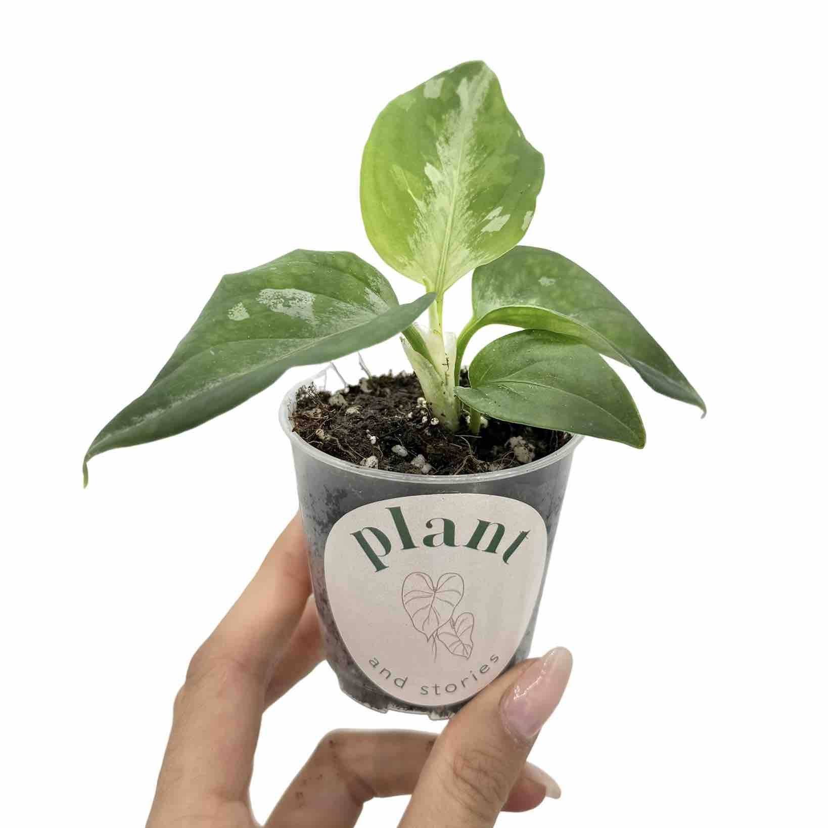 Aglaonema Pictum Tricolor - Pot de 6cm - Plantes d'intérieur