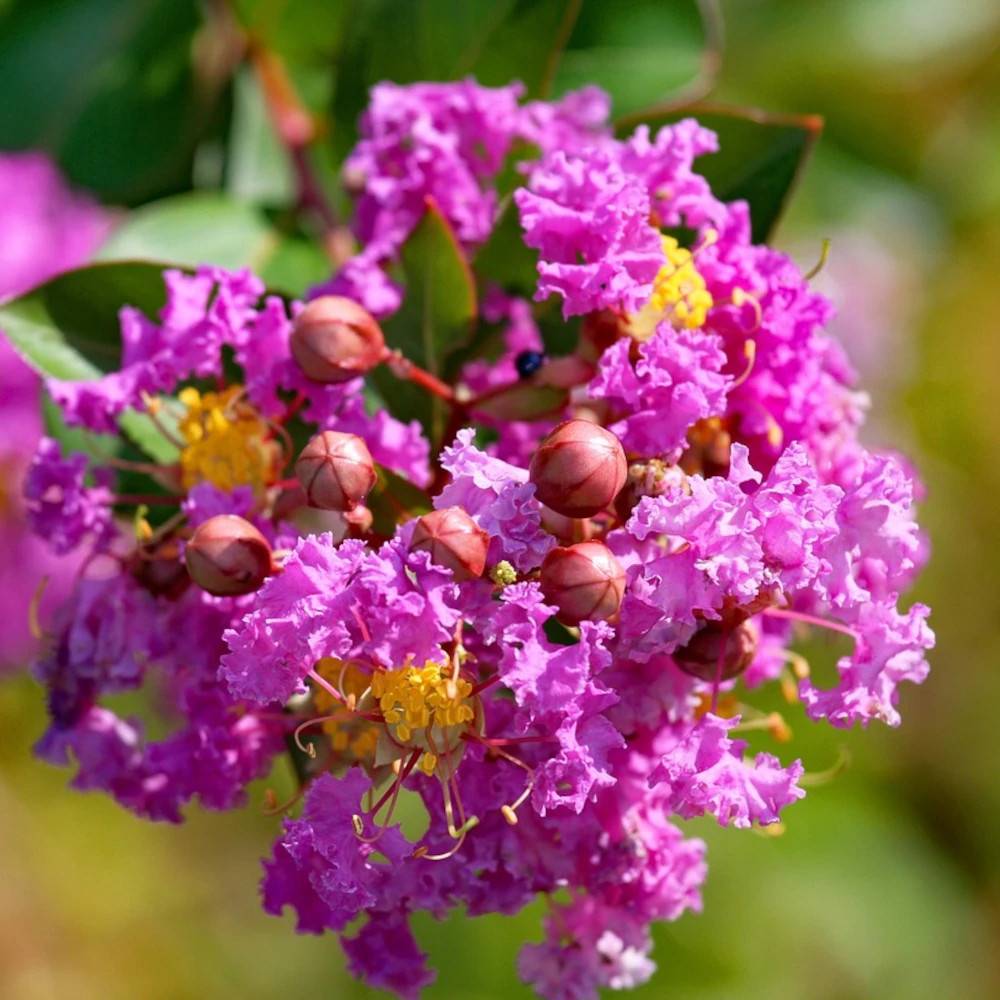 Lilas des Indes Jeanne Desmartis, Lagerstroemia à fleurs Violette - feuillage Caduc - Pot de 3L - Touffe- hauteur à maturité De 2,00 m à 2,50 m - Image 1