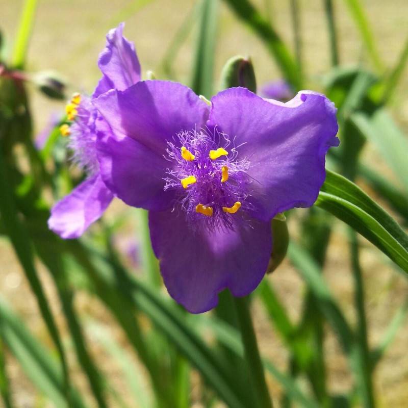 Éphémère de Virginie Valour à fleurs Violette/ - feuillage Caduc - Godet - 5/20 cm - Imagen 2