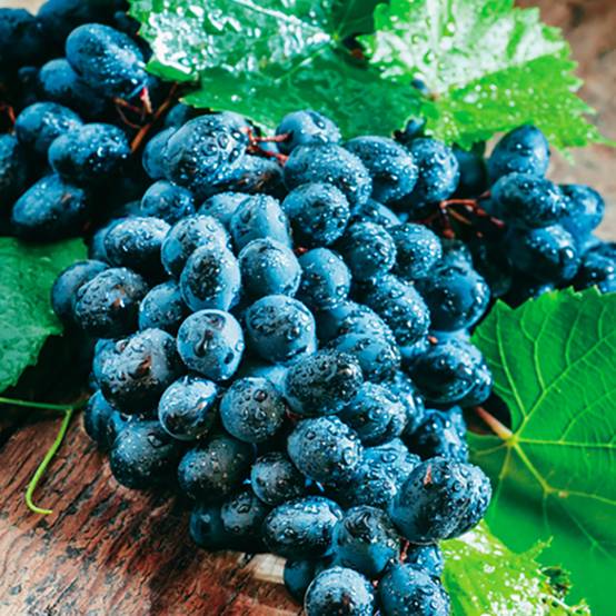 Plant de Vigne muscat de hambourg pot 1,3 l - Image 1