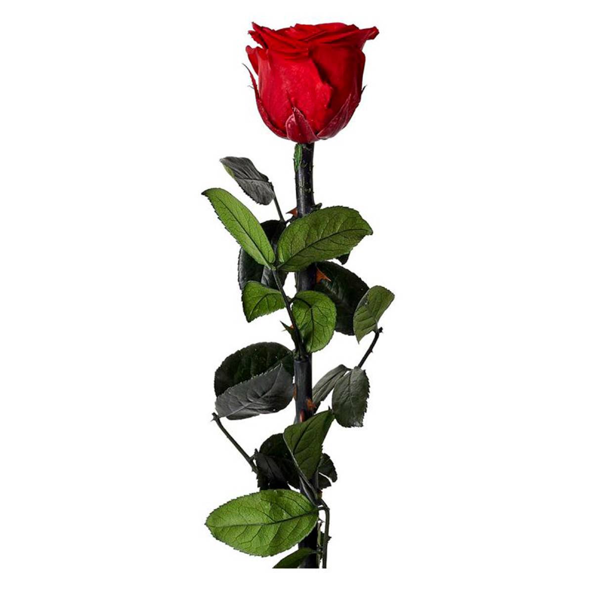 The Home Deco Factory - Fleur Artificielle "Rose sur Tige" 30cm Vert & Rouge