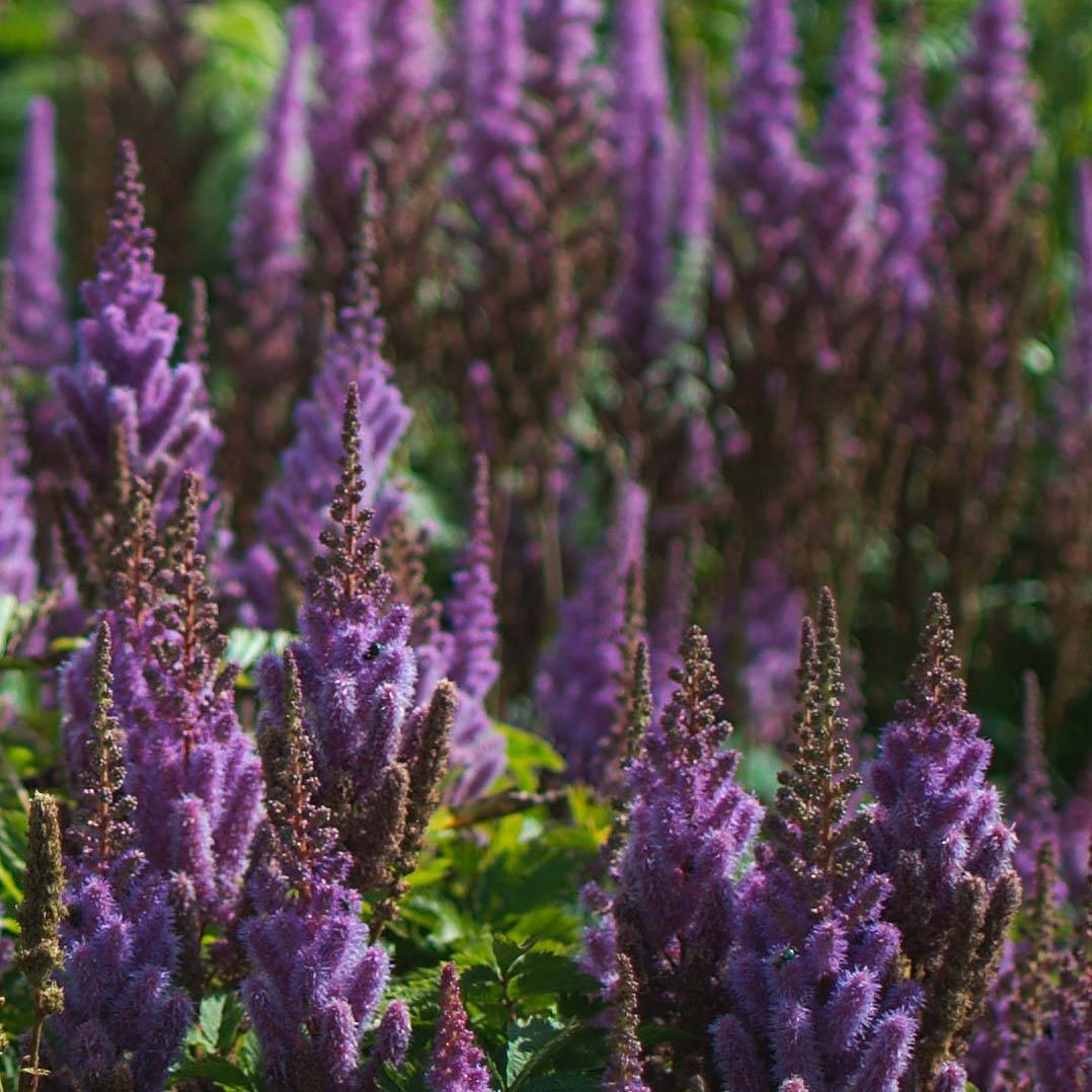 Astilbe chinensis var. taquetii Purpurlanze Godet de 8/9 cm