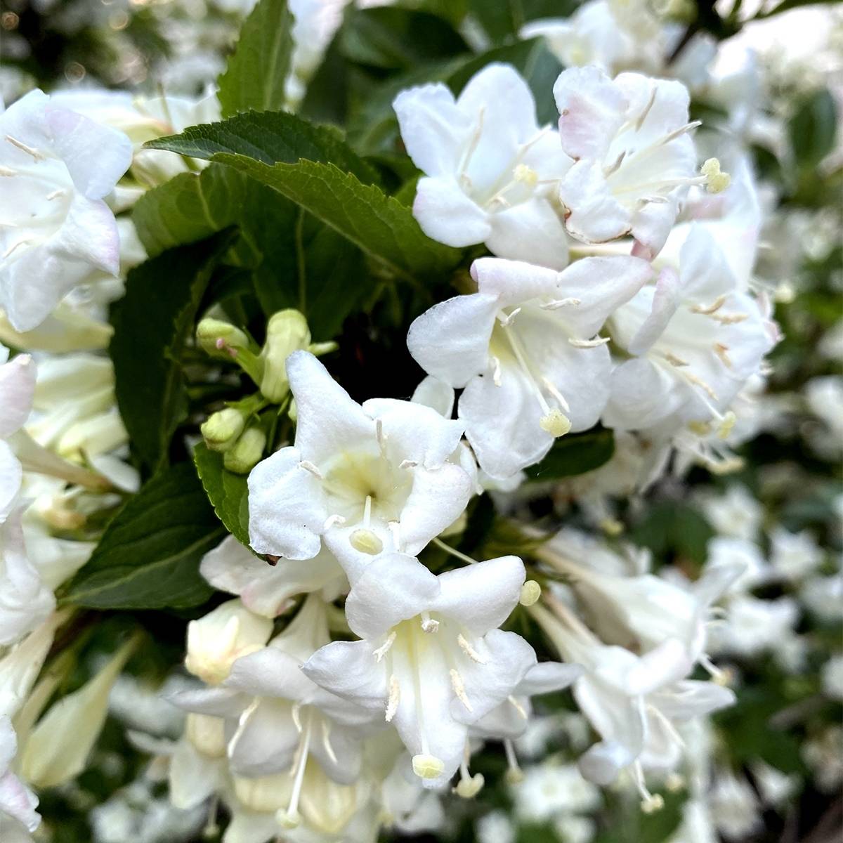 Weigela Snowflake Pot de 3L/4L - Image 1